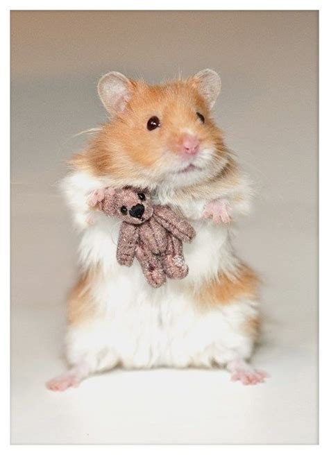 Benji The Hamster Snuggling With His Teddy Bear Cute Babies Cute