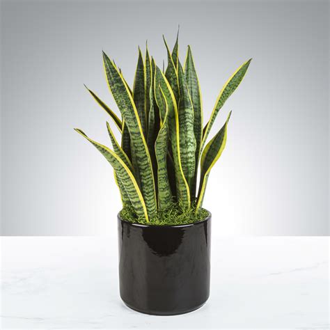 Snake Plant in Sunnyvale, CA | Paola's Flowers and Events