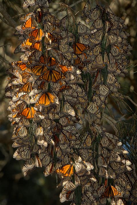 monarch butterflies overwintering group of monarchs near s… flickr