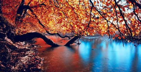 Wallpaper Autumn Nature Lake Reflections Submerged Branches Of