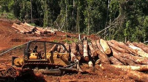 Crackdown On Illegal Logging In Solomon Islands Loop Nauru