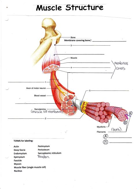 Muscle Anatomy Worksheet