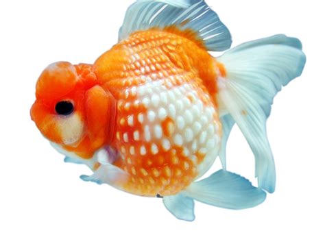 Goldfish Png Images Transparent Free Download Pngmart