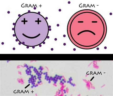 Diferencia Entre Bacterias Grampositivas Y Gramnegativas