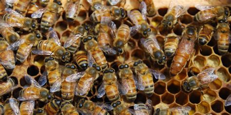 Bee Colony Collapse Disorder