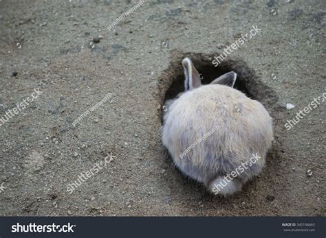 Rabbit Digging A Hole Stock Photo 340194665 Shutterstock