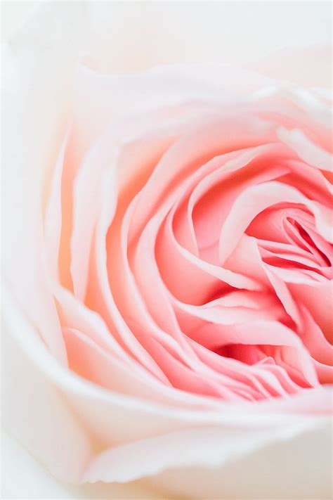 Rose Pink Flower Petals Closeup Hd Phone Wallpaper Peakpx