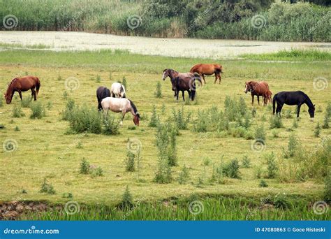 Horses On Pasture Stock Image Image Of Mare Grass Hoof 47080863