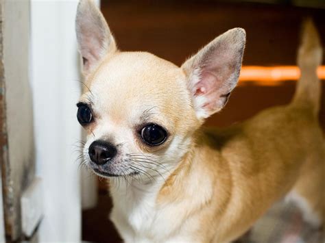The chihuahua is a tiny bundle of joy. 50 Most Wonderful Brown Chihuahua Dog Pictures And Images
