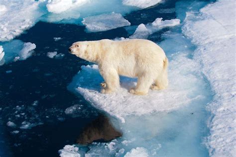 Climate Change May Kill Off Nearly All Polar Bears By 2100 New Scientist