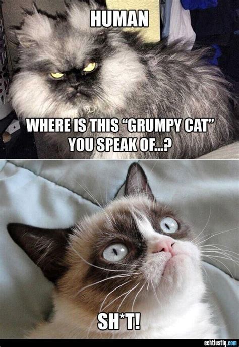 Cat Meme Grumpy Cute Jokes Funny Grumpy Cat Memes Grumpy Cat Humor
