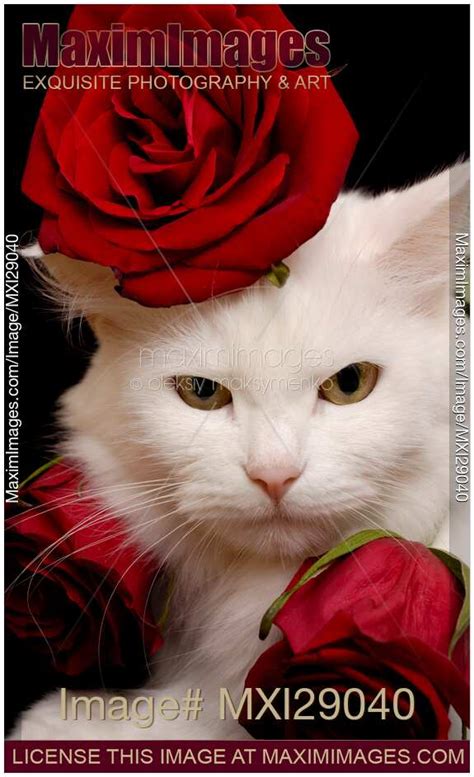 Photo Of Cute Snow White Cat In Red Roses Stock Image Mxi29040