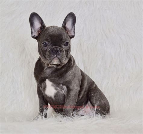 It has a massive body, with a large and square head, and a broad muzzle. Blue French Bulldog Puppies for Sale - Breeding Blue ...