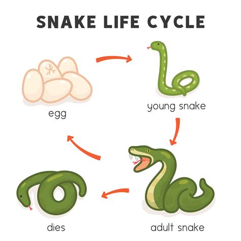 Diagrama Del Ciclo De Vida De La Serpiente En El Tema De La Ciencia