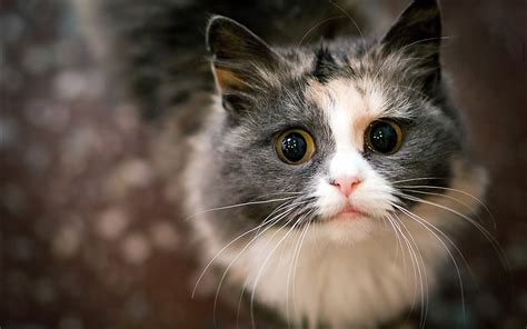 Wallpaper Nose Whiskers Kitten Fauna Vertebrate Close Up Cat