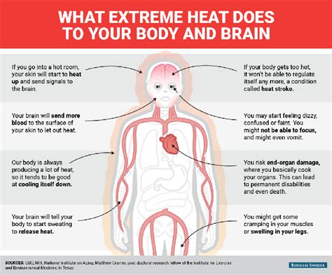 This Is What Happens To Your Body When You Get Too Hot Business Insider