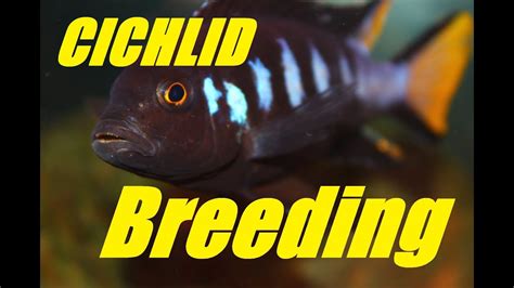 African Cichlid Breeding Courtship And Mating Dance Youtube