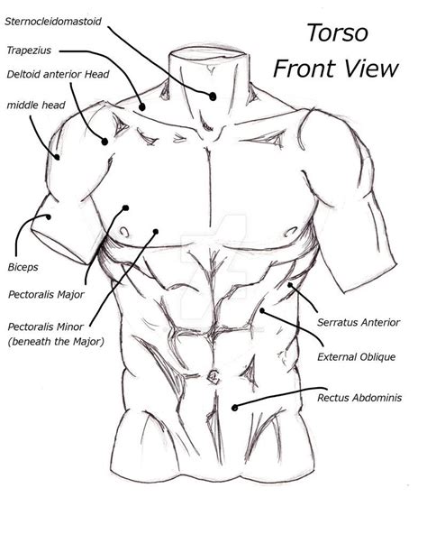 torso front view by soccer20star on deviantart male body drawing human anatomy drawing guy