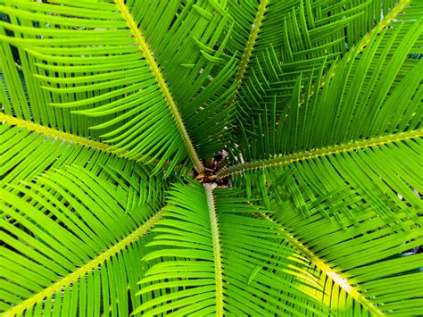 1000 Amazing Palm Tree Photos