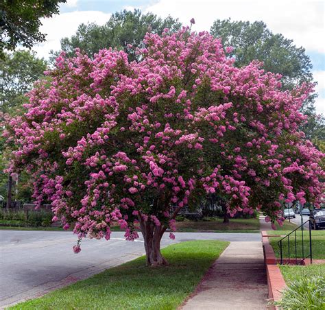 Some Of The Best Small Trees For Your Landscape Southeast Agnet