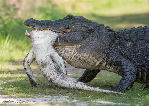 Alligator Eats Another Alligator In An Alligator Reserve Weirld News