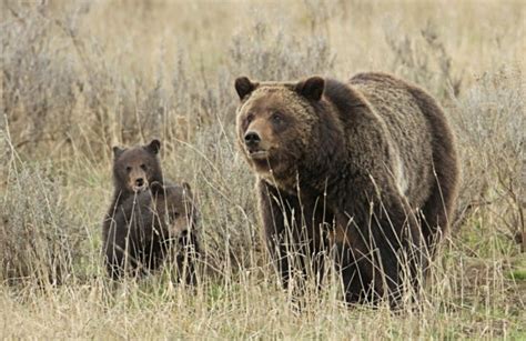 Should Yellowstone Grizzlies Lose Their Protected Status Scientific