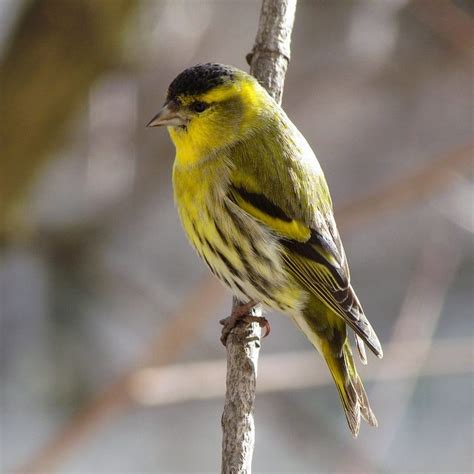 Oiseaux De Jardin Lessentiel à Connaître Le Site De La Plume