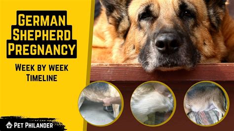 German Shepherd Week By Week Pregnancy Timeline Dog Health Youtube