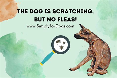 The Dog Is Scratching But No Fleas What Bothers Them Simply For Dogs