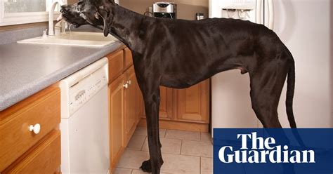 Worlds Tallest Dog Zeus In Pictures Life And Style The Guardian