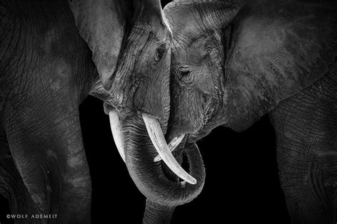 Elephants In Love Photos