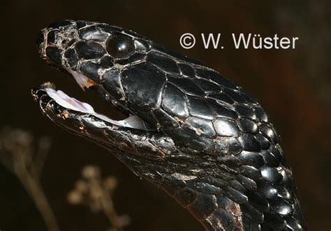 Calphotos Naja Nigricincta Woodi Black Spitting Cobra
