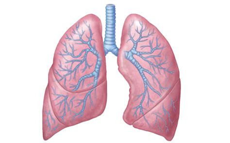 Lungs Free Png Image Png All