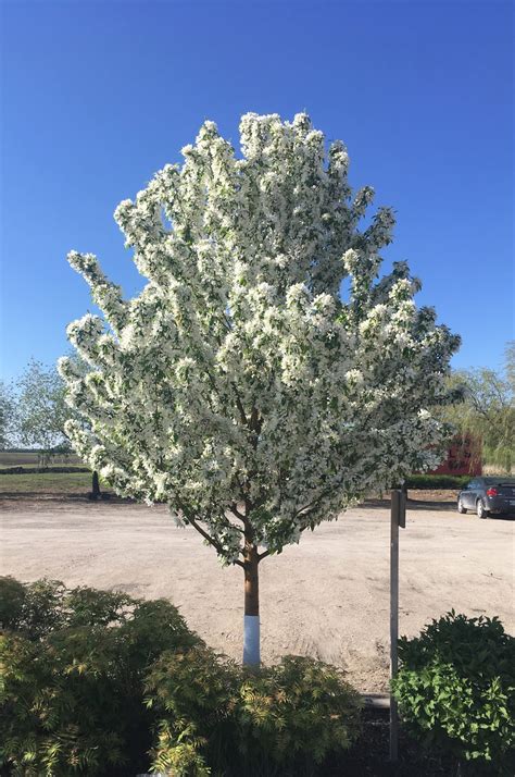 Flowering Crabapple Spring Snow Falk Nurseries