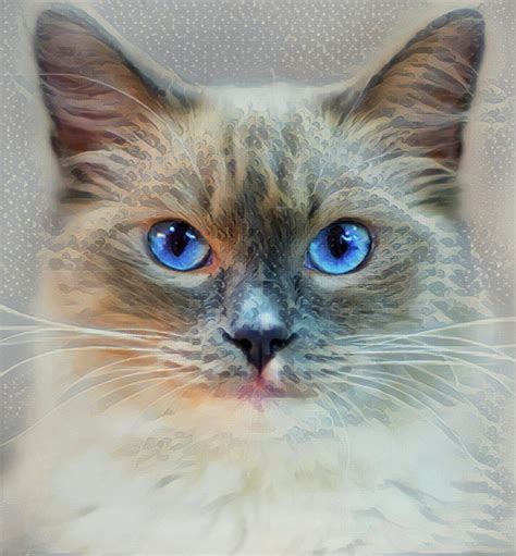 Siamese Cat Blue Eyes Digital Art By Heather Naidoo