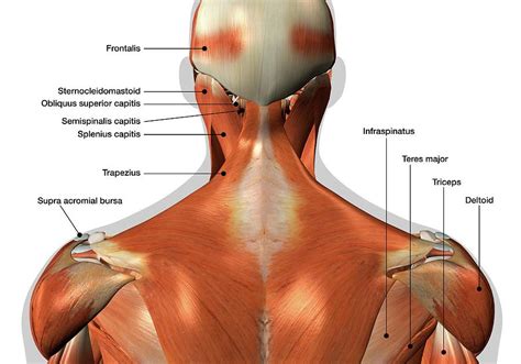 Shoulder Tendons Chart Is Your Upper Back Pain Defeating You