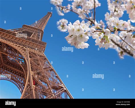 Eiffel Tower And Cherry Blossom Paris At Springtime Concept Stock