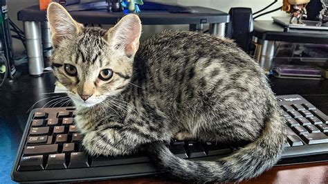 How To Cat Proof Your Laptop Or Computer Protect Your Desk Area From