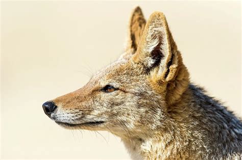 Black Backed Jackal Photograph By Peter Chadwick Pixels