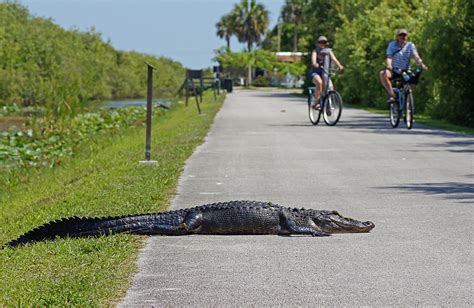 Go For A Ride On Shark Valley Bike Trail Captain Mitchs Everglades