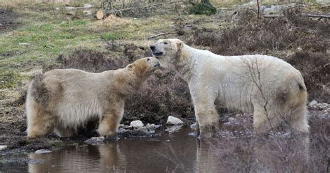 First Polar Bear Cub Born In Uk In 25 Years At Scotland Park