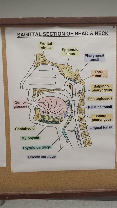Sagittal Section Of The Head And Neck Dr Jackson 인간 해부학 색칠 공부 페이지