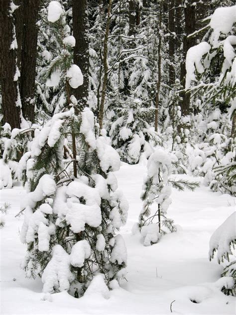 In The Winter In Wood Stock Image Image Of Decline January 12817809