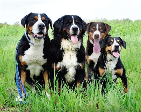 Switzerlands Four Mountain Dog Breeds Which Is Which