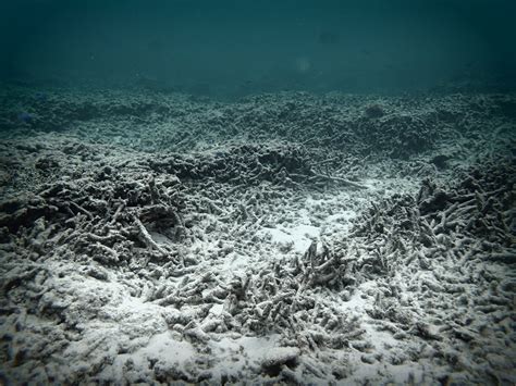 The Five Ws Coral Reef Damage