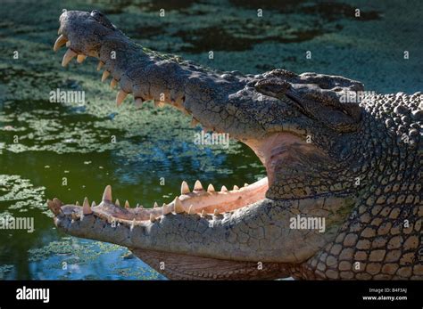 Estuarine Saltwater Crocodile Hi Res Stock Photography And Images Alamy