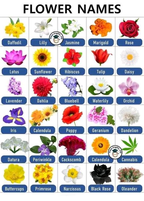 300 Types Of Flowers With Names From A To Z And Pictures Artofit