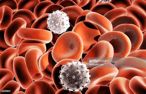 A Mass Of Red Blood Cells And Two White Blood Cells High Res Vector