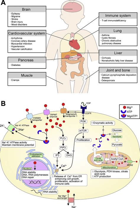 Pathophysiology Of Hypomagnesemia A Clinical Manifestations And