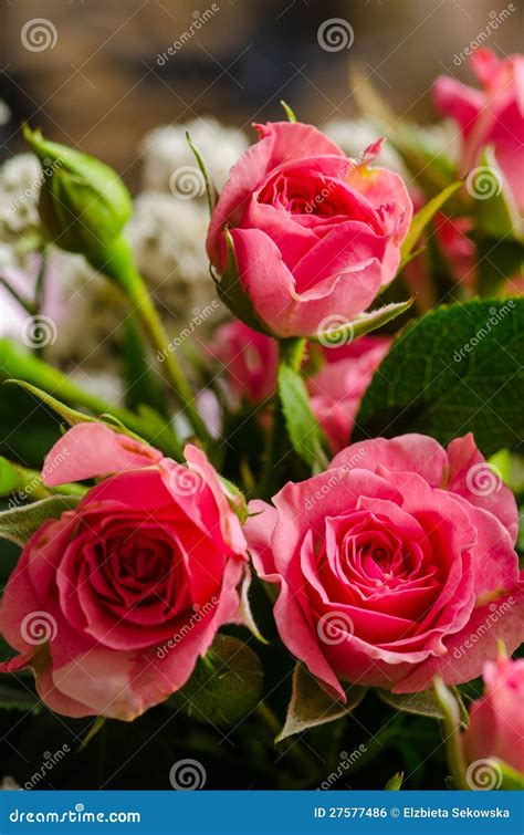 Miniature Roses In Bouquet Stock Photo Image Of Bunch 27577486